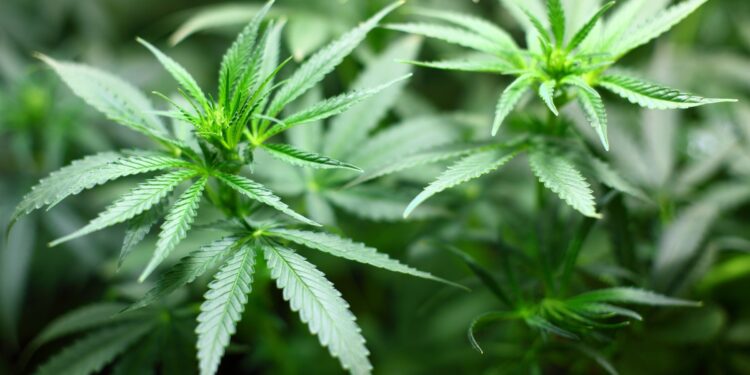 Liberado a venda de produtos à base de maconha
