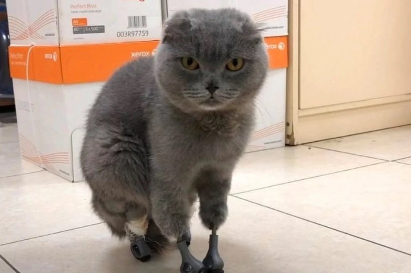 Gato volta a caminhar com próteses impressas em 3D