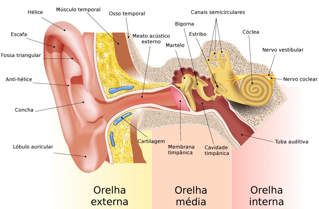anatomia orelha ouvido
