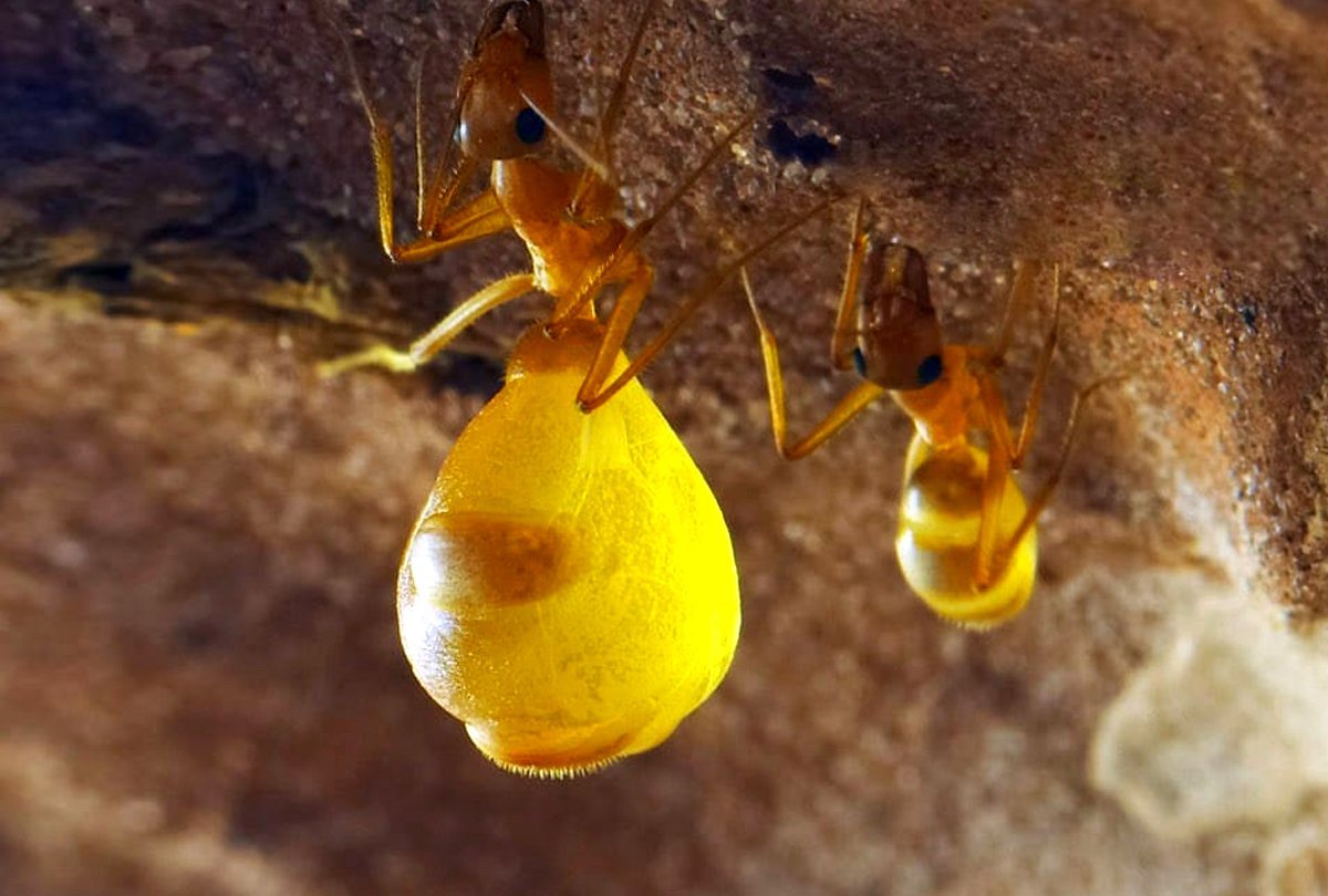 Formigas Potes de Mel
