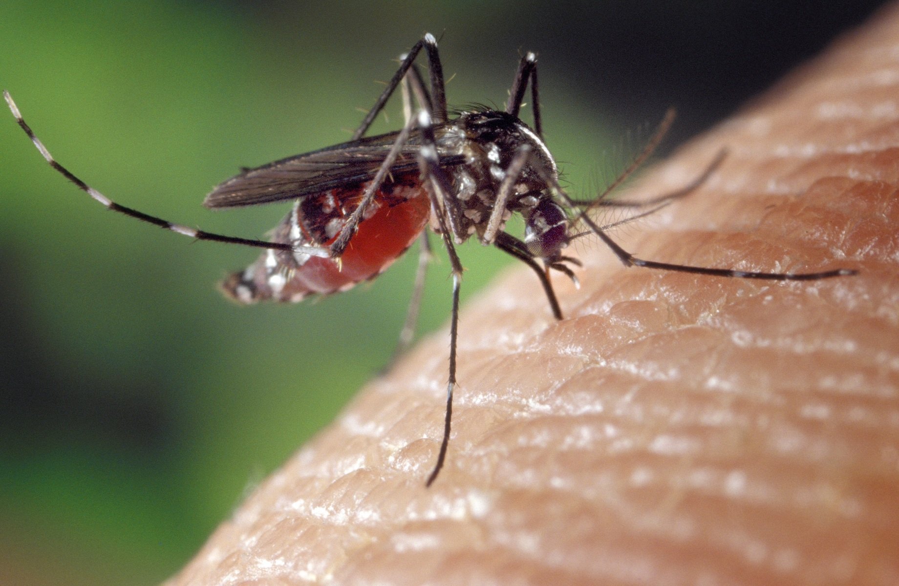 Vírus da Dengue – Tudo o que você precisa saber