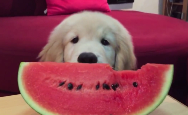 cão come melancia