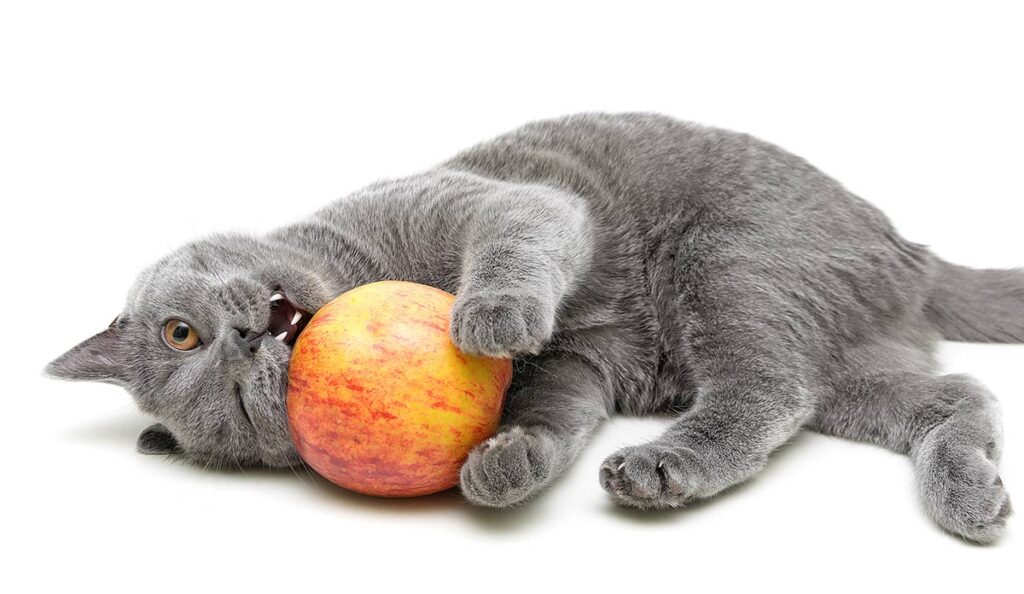 Gato come maçã