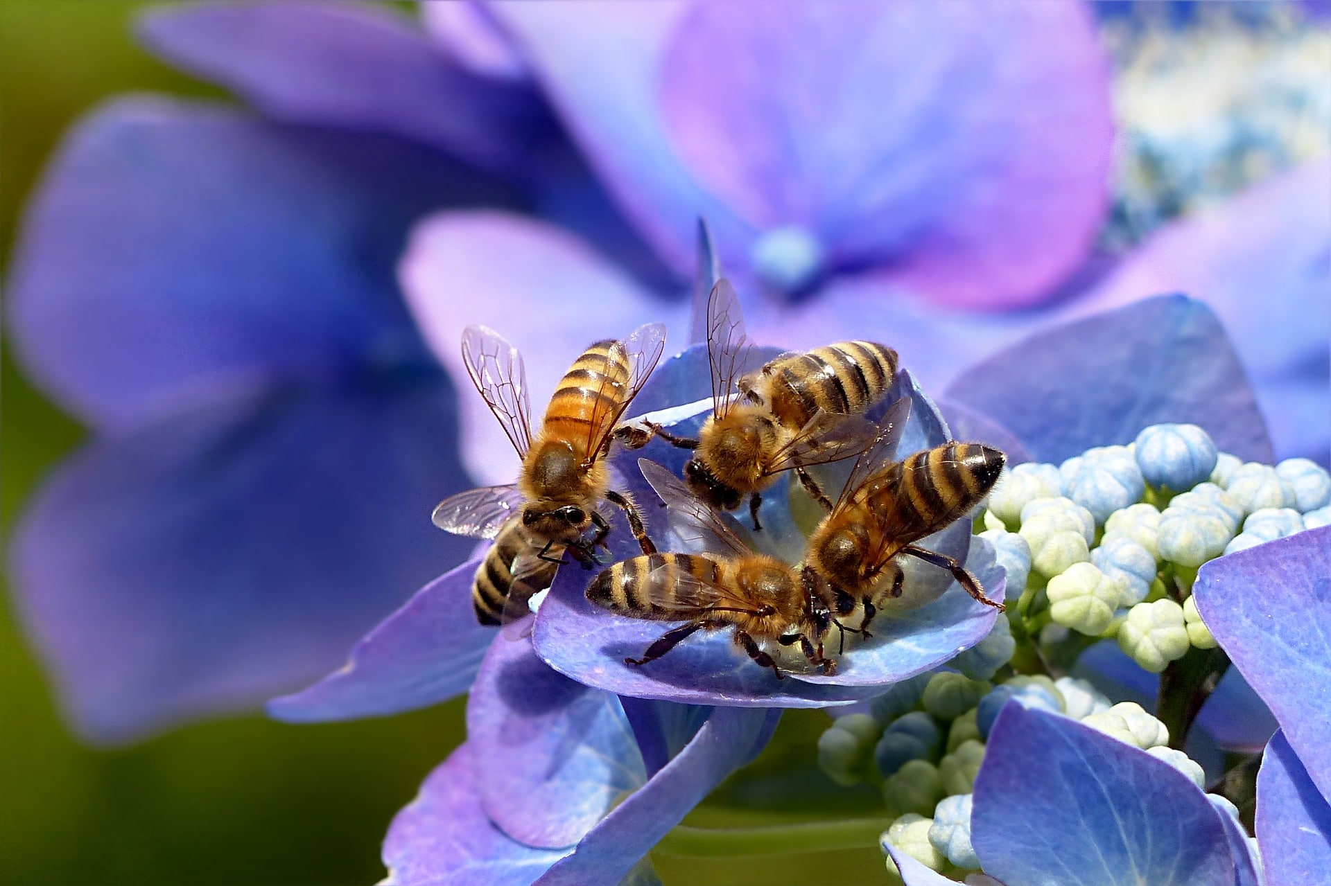 Por que as abelhas são tão importantes para a nossa sobrevivência