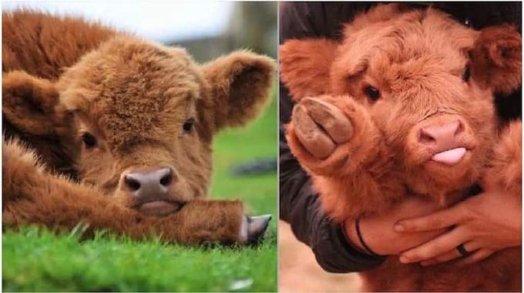 baby cattle