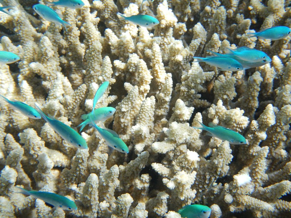 coral marinho