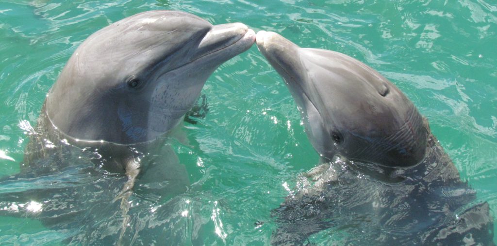 dolphin 1974975 1920