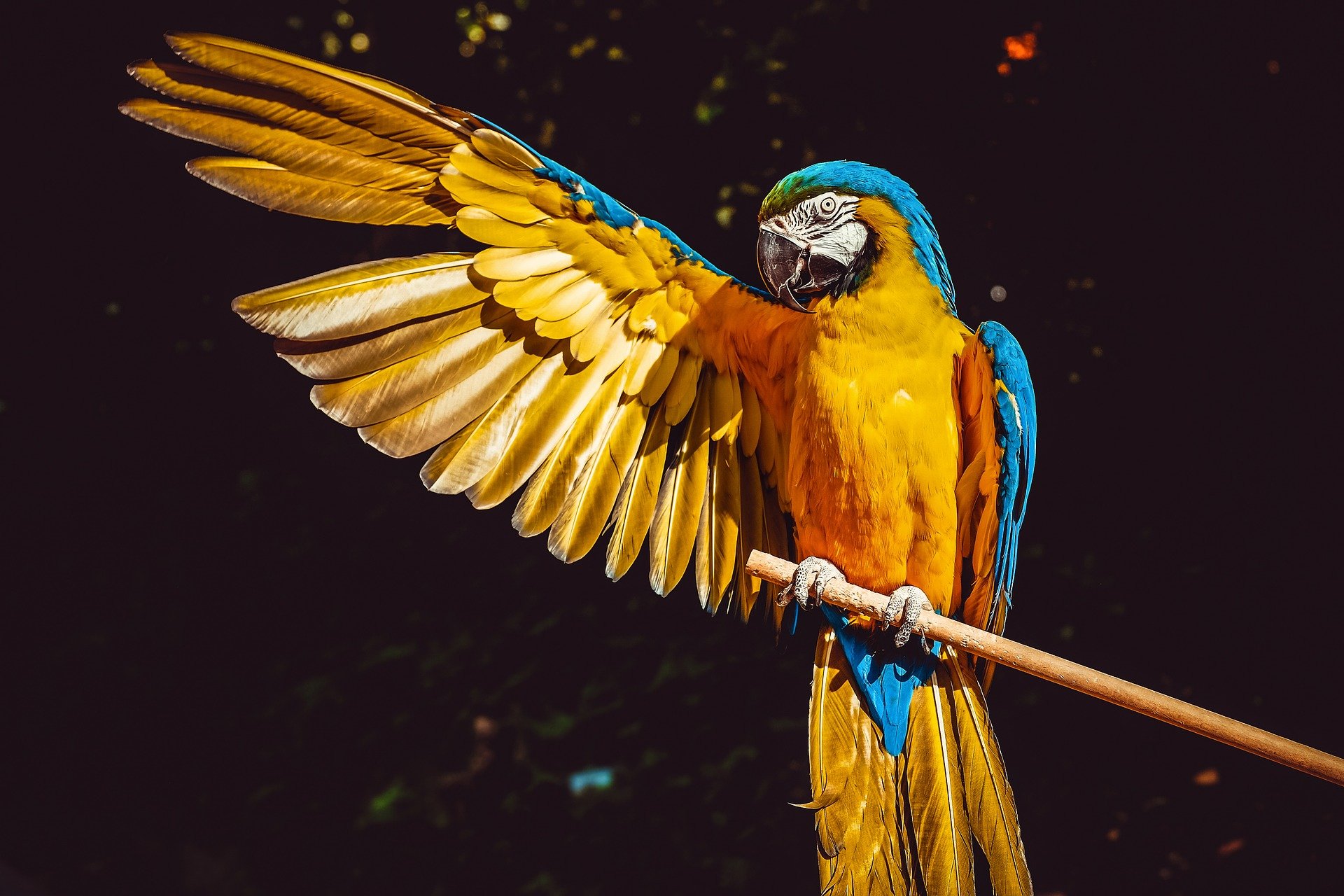 Por que os papagaios conseguem falar como os humanos?