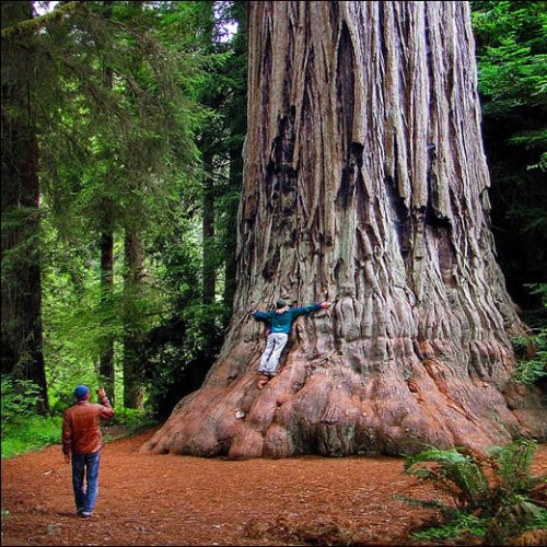 Sequoia Gigante