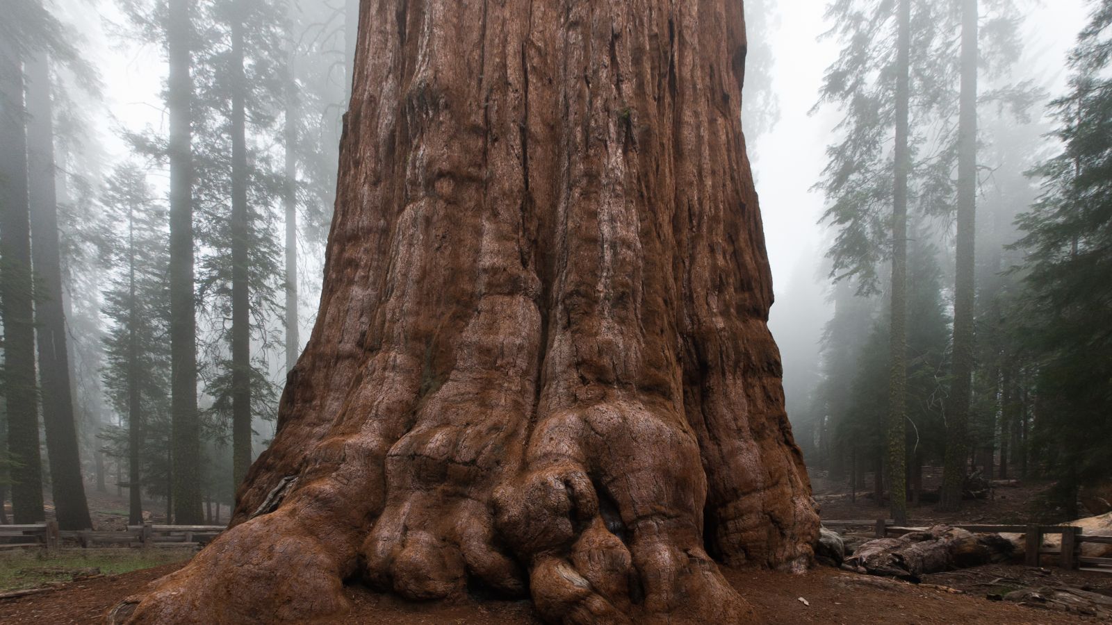 Sequoia: o fóssil vivo da natureza