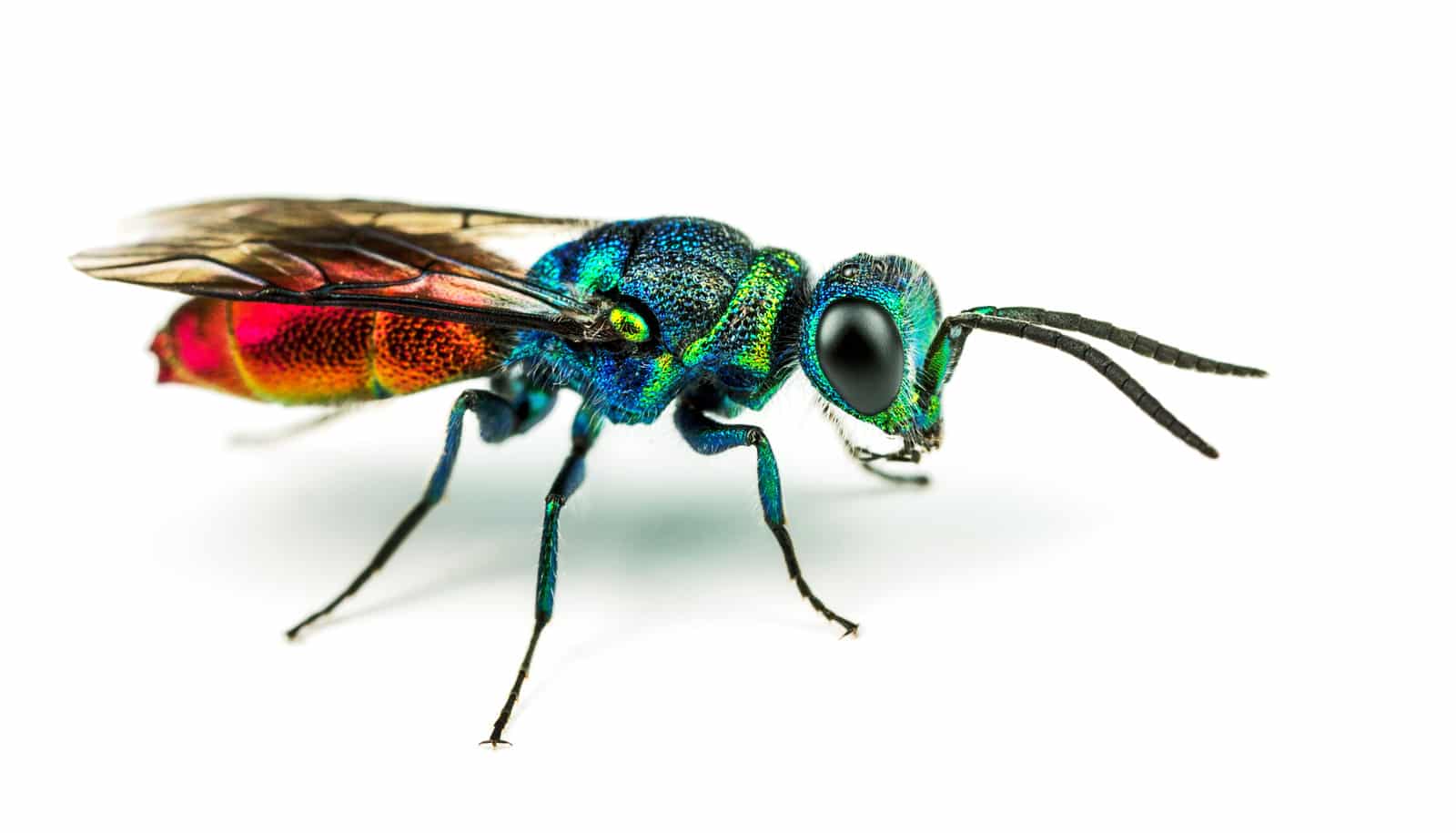 vespa-joia a assassina de baratas e inspiração para o filme alien