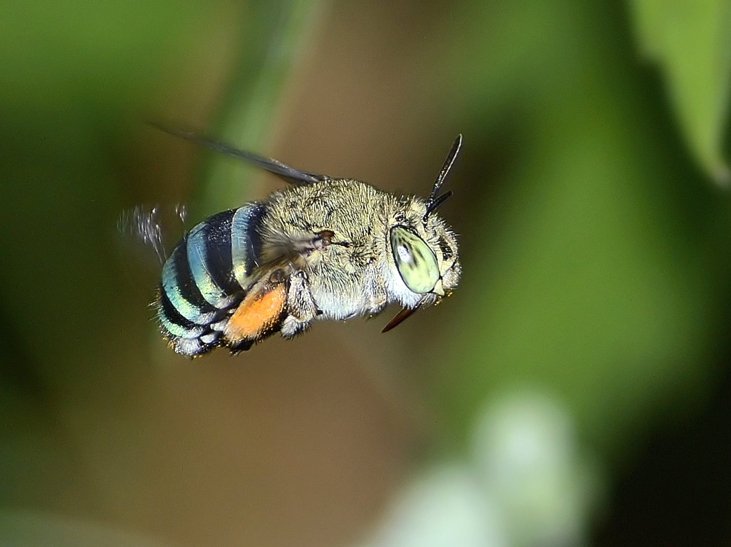 Abelhas azuis: conheça estes raros e belos insetos especiais