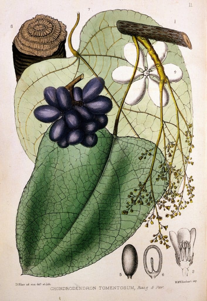 R. Bentley H. Trimen Medicinal Plants Wellcome L0019166