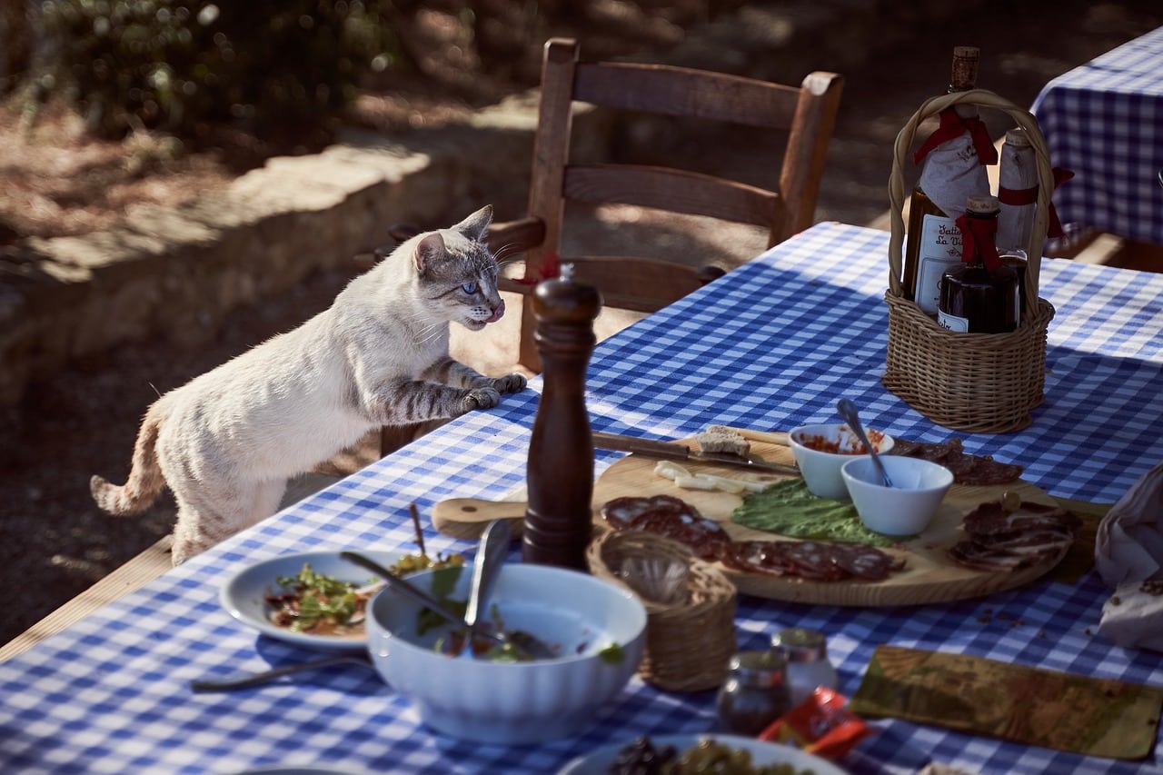 Gato rouba comida. (Imagem de Felix Wolf por Pixabay)