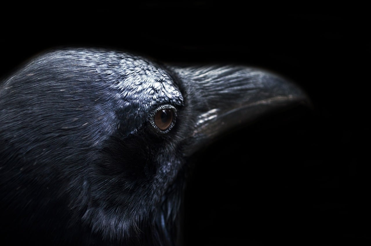 curiosidades sobre os corvos