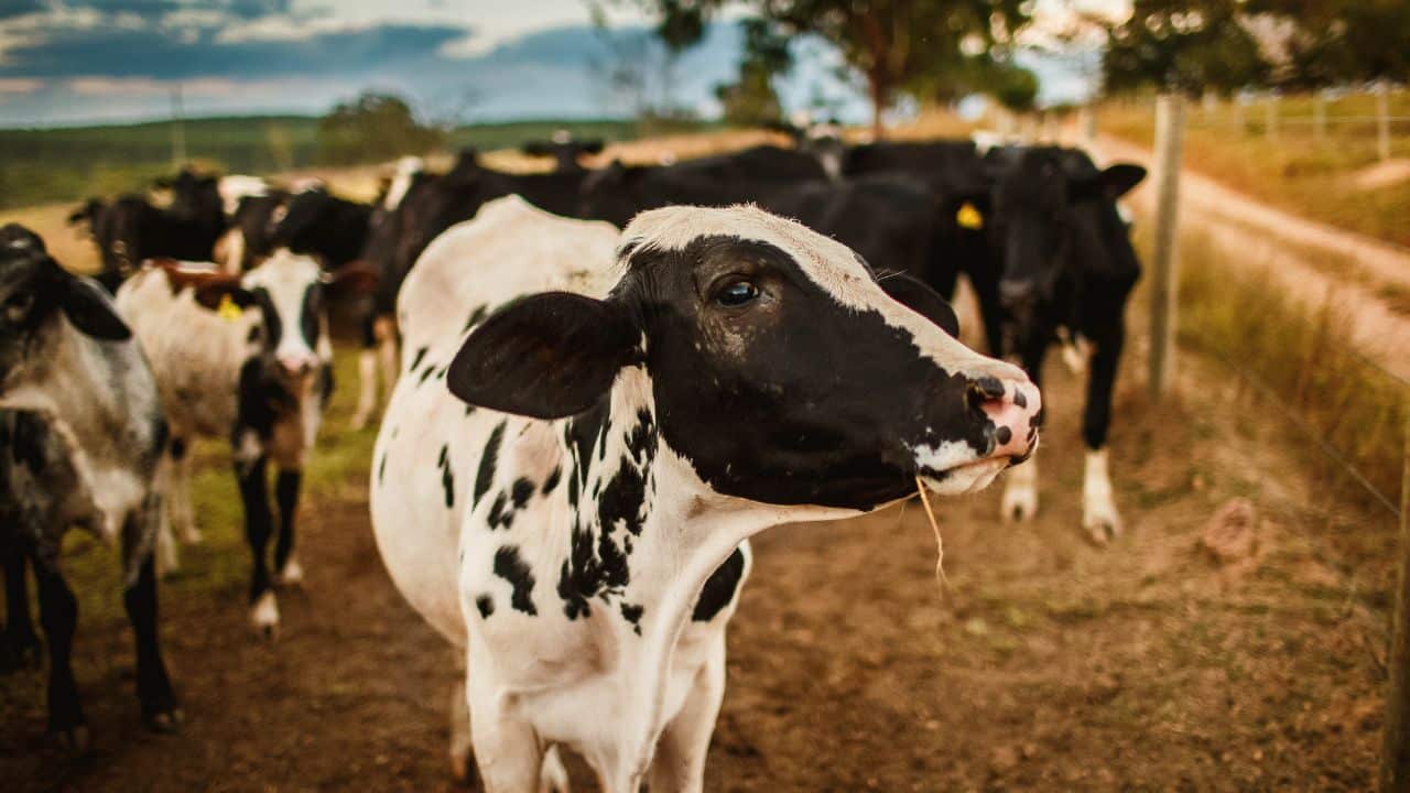 Por que bebemos leite de vaca?