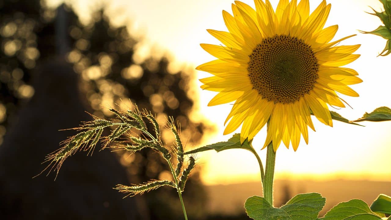 Girassol e seu mistério: Por que a Flor Segue o Sol?