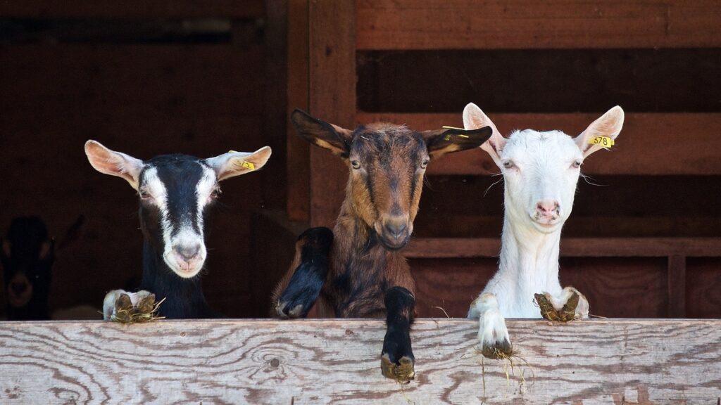 goats 2376144 1280